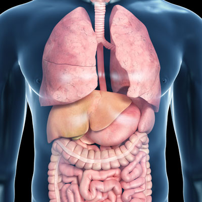 Diagram showing human organs